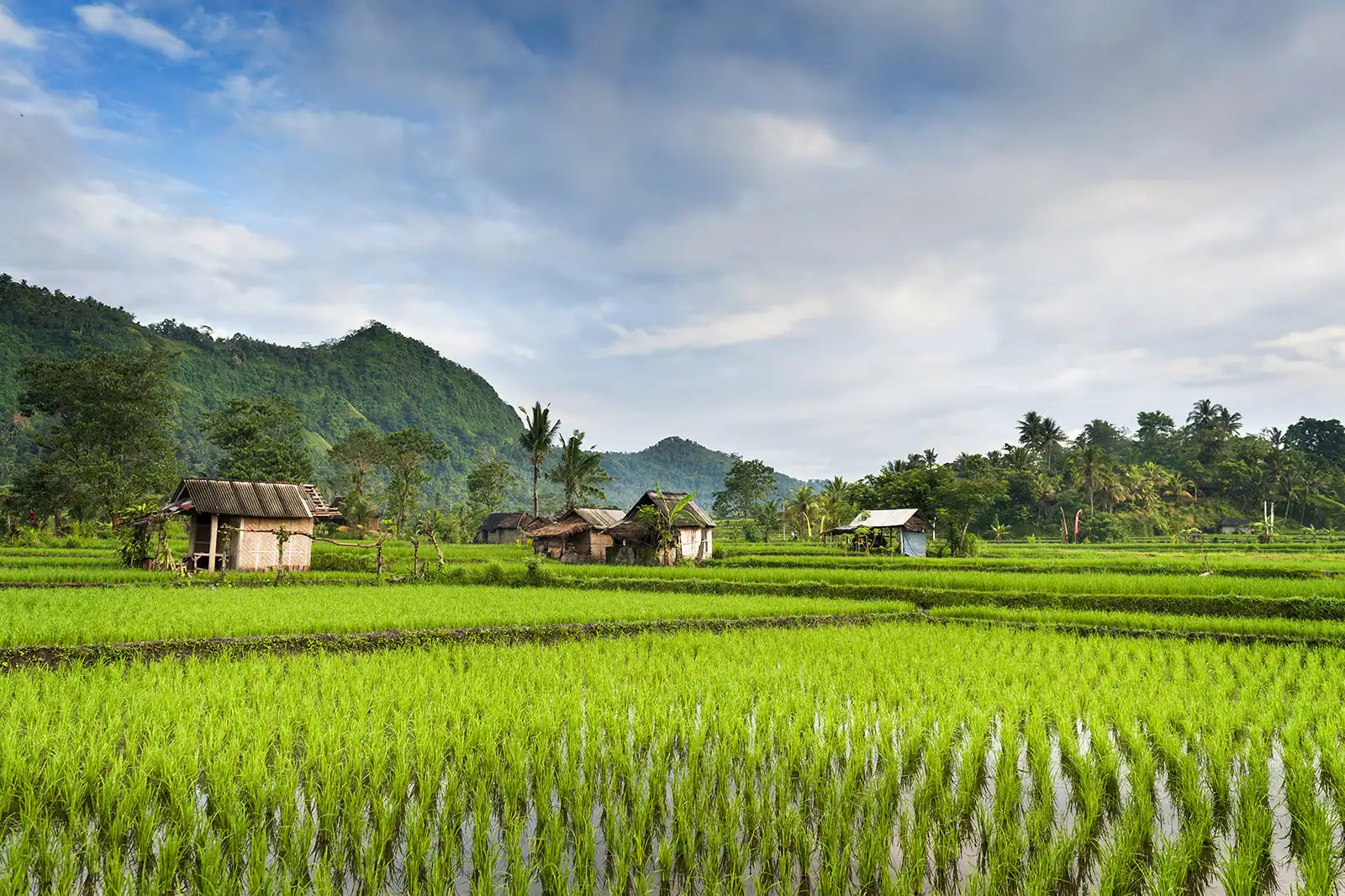 photo of field in Indonesia